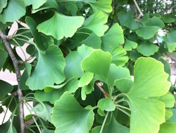 Symbolique Ginko Biloba